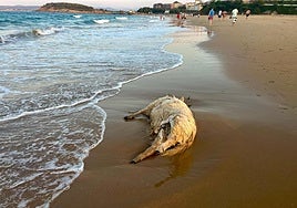 La oveja en la orilla de la segunda playa de El Sardinero, este sábado.