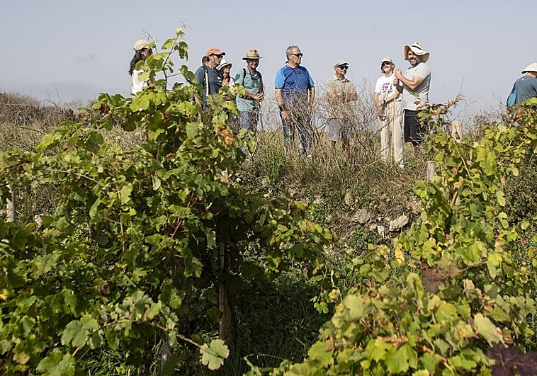 Pedro Agudo explica durante la visita guiada algunas peculiaridades que tienen estas viñas.