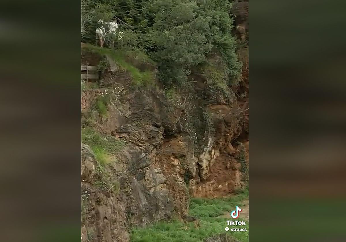 El lobo merodea mientras los visitantes están en el recinto.