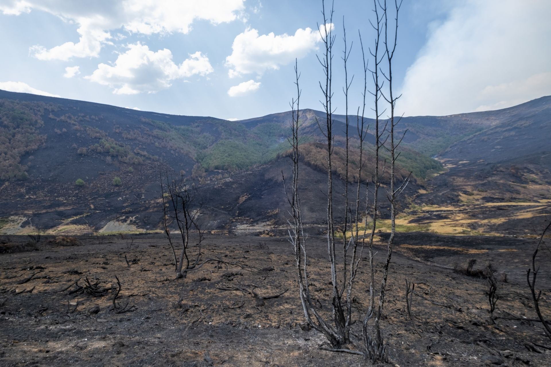 Arbustos calcinados, con ramas negras que parecen brazos pidiendo auxillio. 