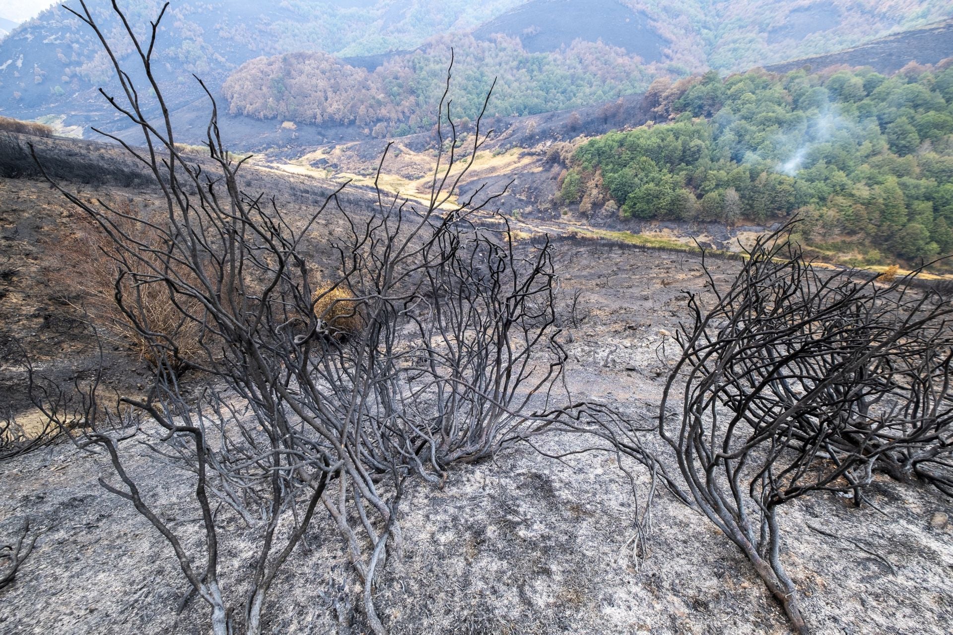 Más de 165.000 hectáreas, según las estimaciones, han ardido en Castilla y León. 