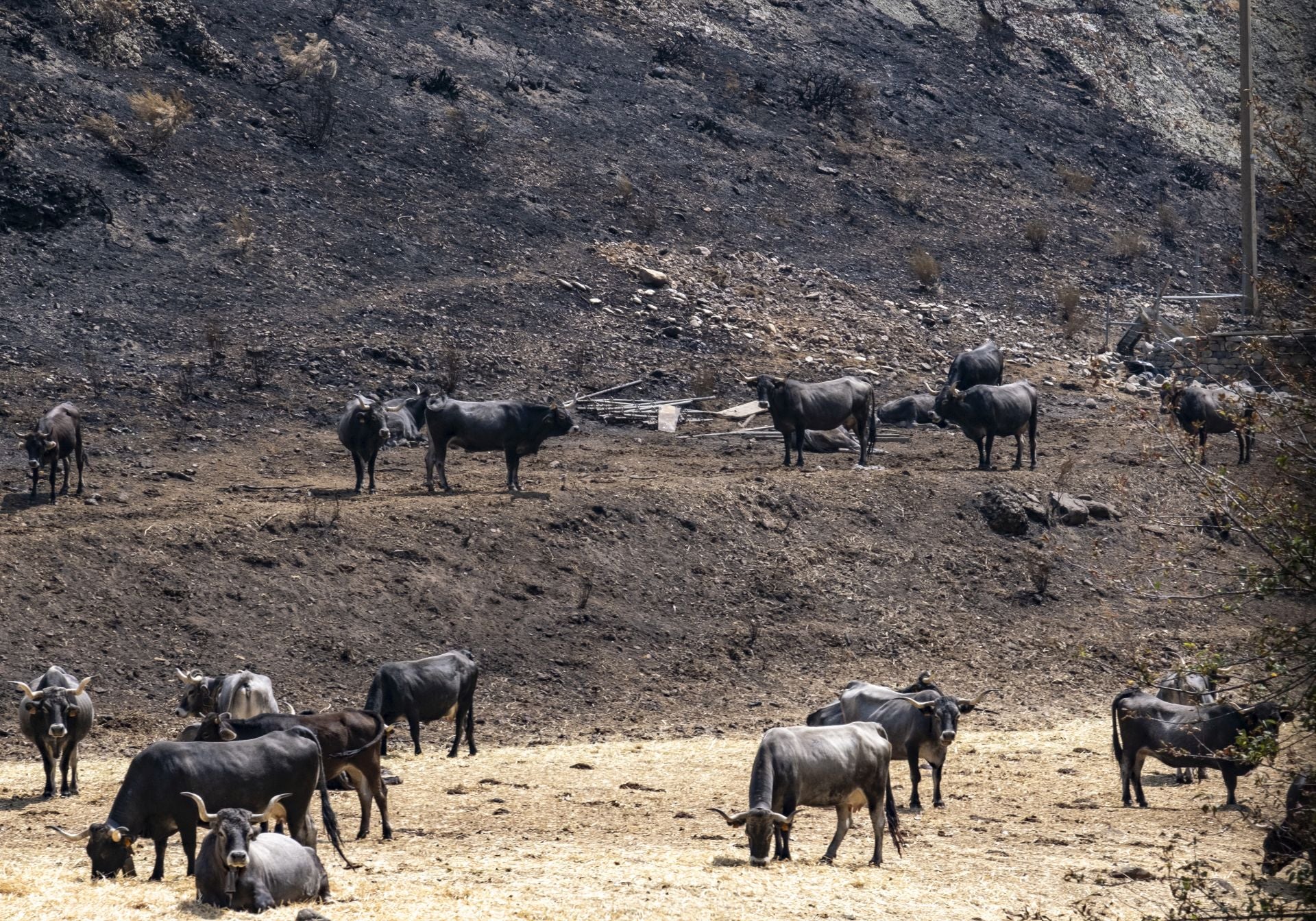 Las consecuencias del fuego