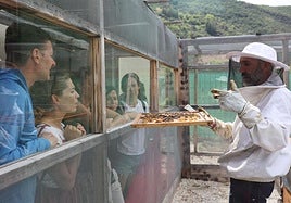 El apiario-mirador es un innovador espacio en el que el público puede ver a las abejas con total seguridad.