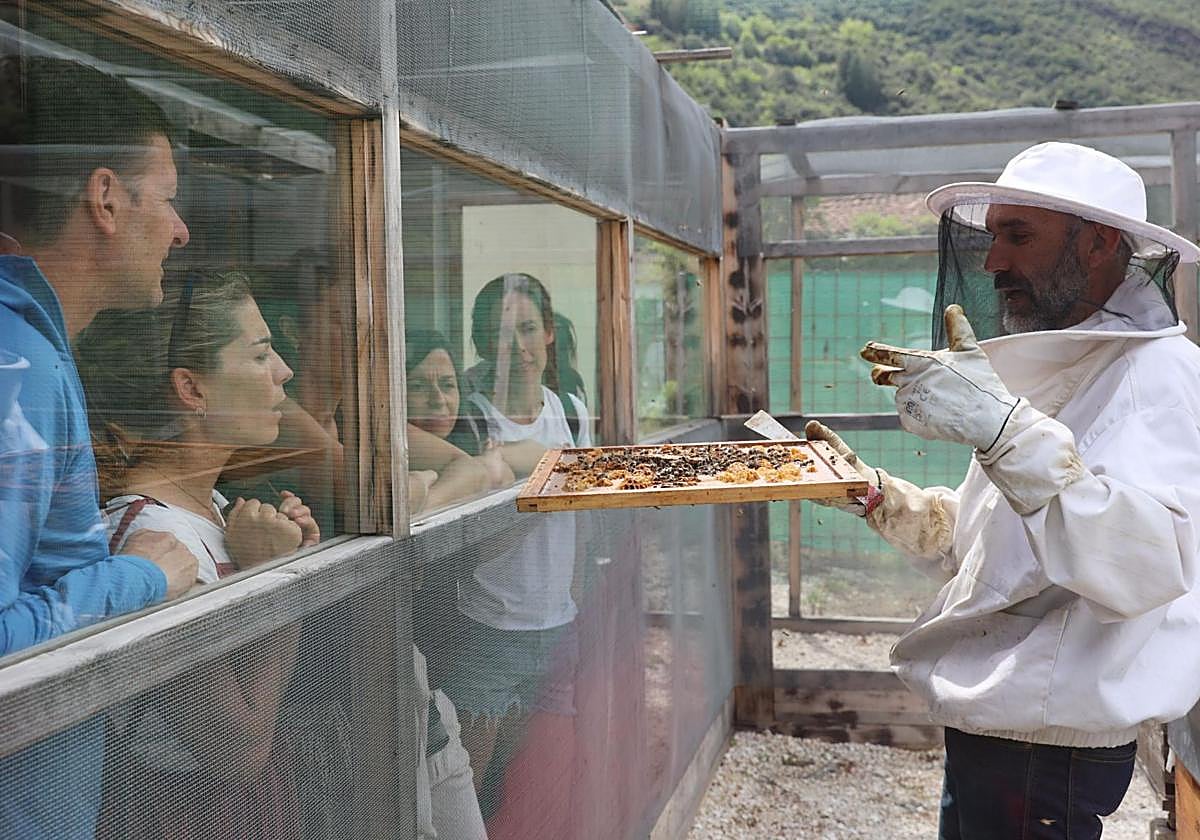 El apiario-mirador es un innovador espacio en el que el público puede ver a las abejas con total seguridad.