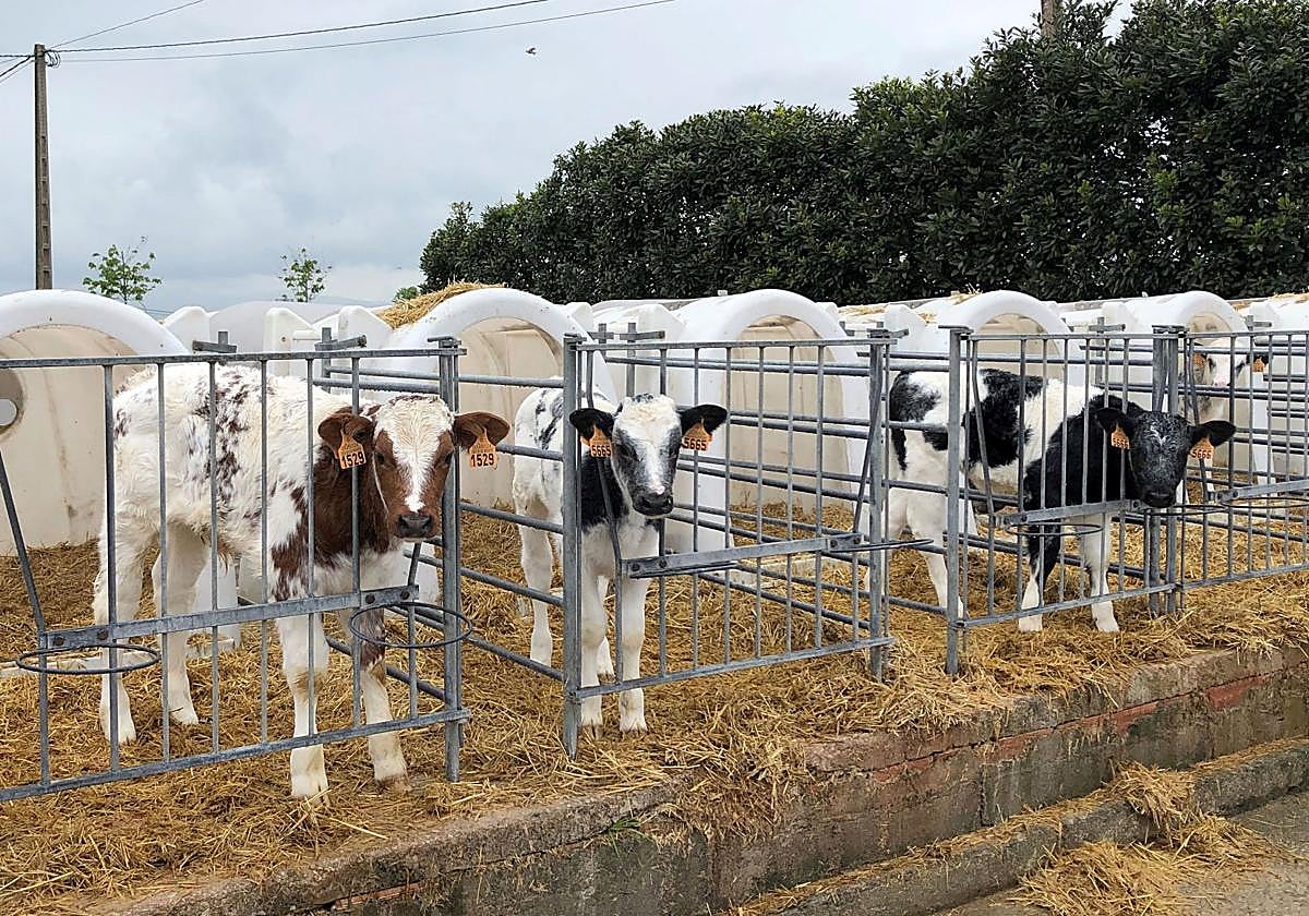 Terneros en una explotación ganadera cántabra.