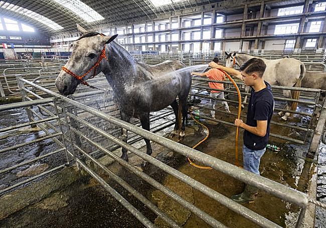 Tareas de limpieza de un ejemplar: la estética es uno de los puntos fuertes del concurso.