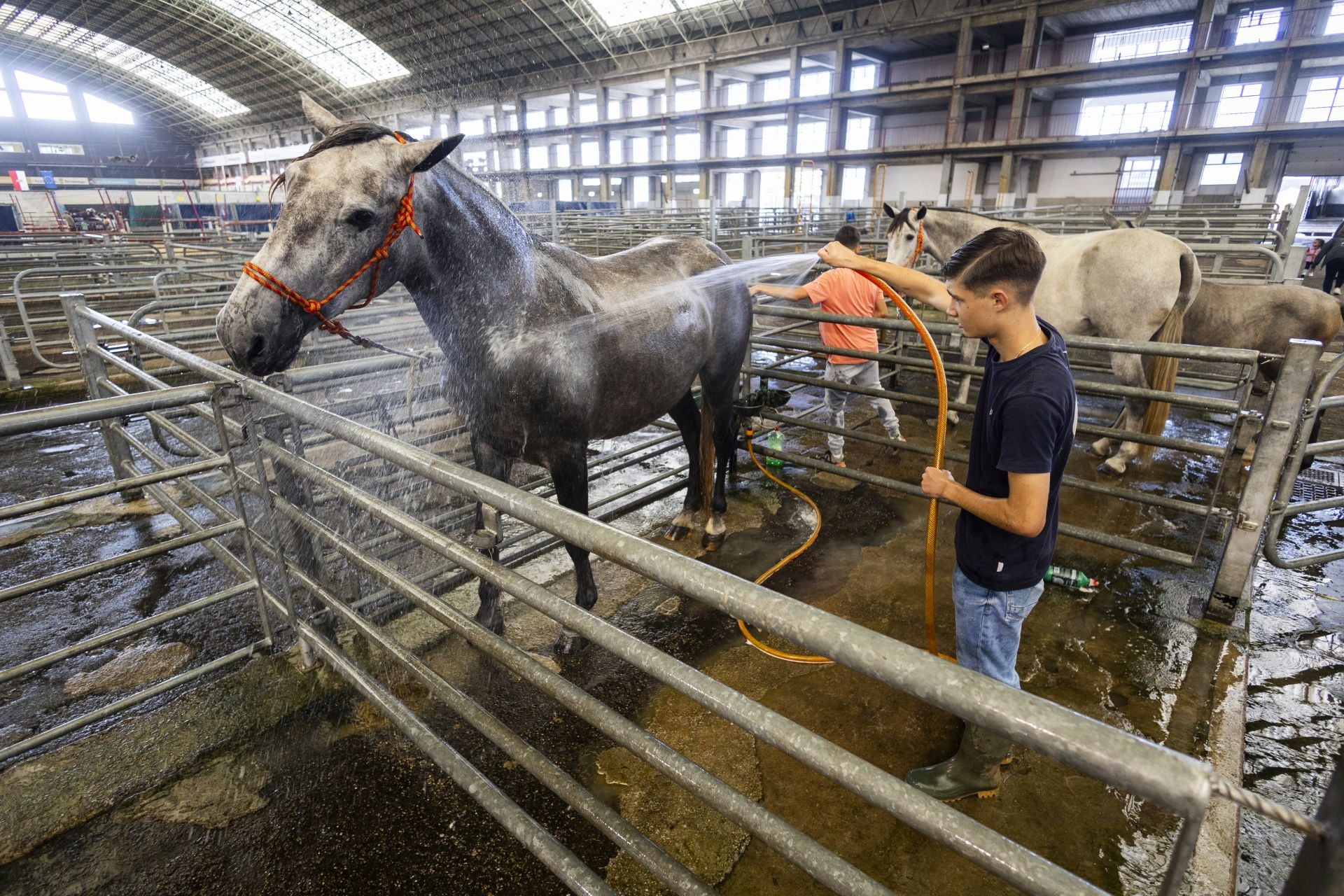 Los caballos llegaron ayer al Mercado Nacional de Ganados de todas partes de España.