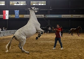25 años de pura raza en Torrelavega