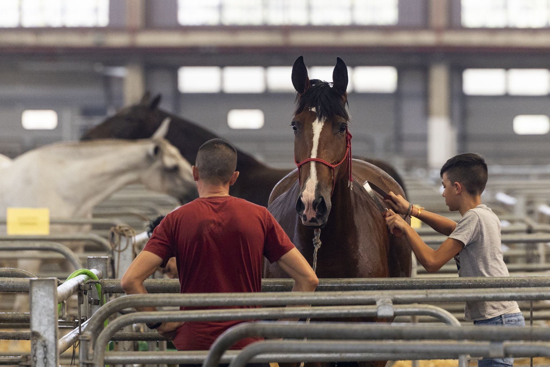 Los ganaderos ensayan durante todo el año con sus caballos de cara a los concursos.