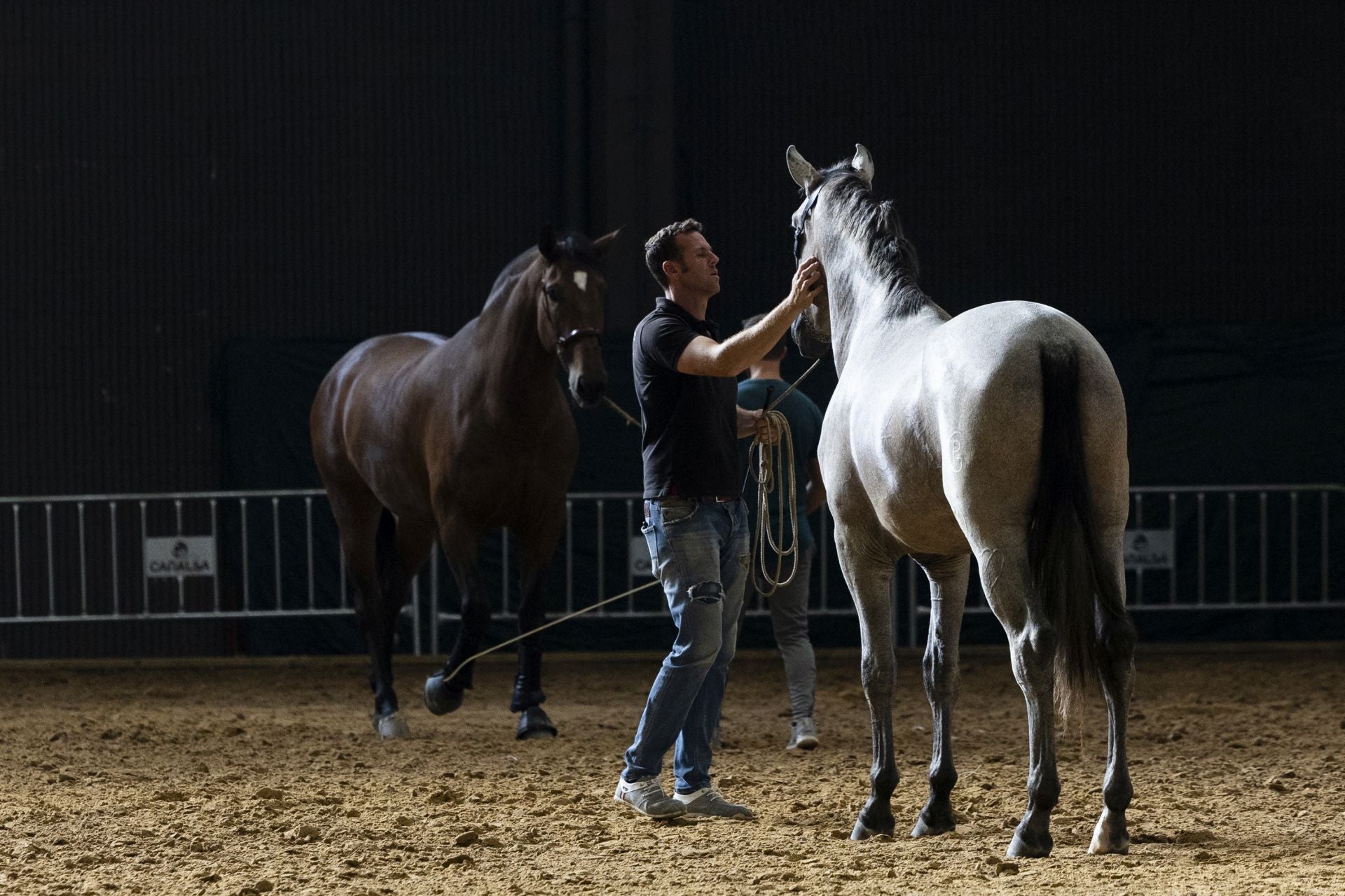 Muchos de los caballos participan año tras año por su buena genética.