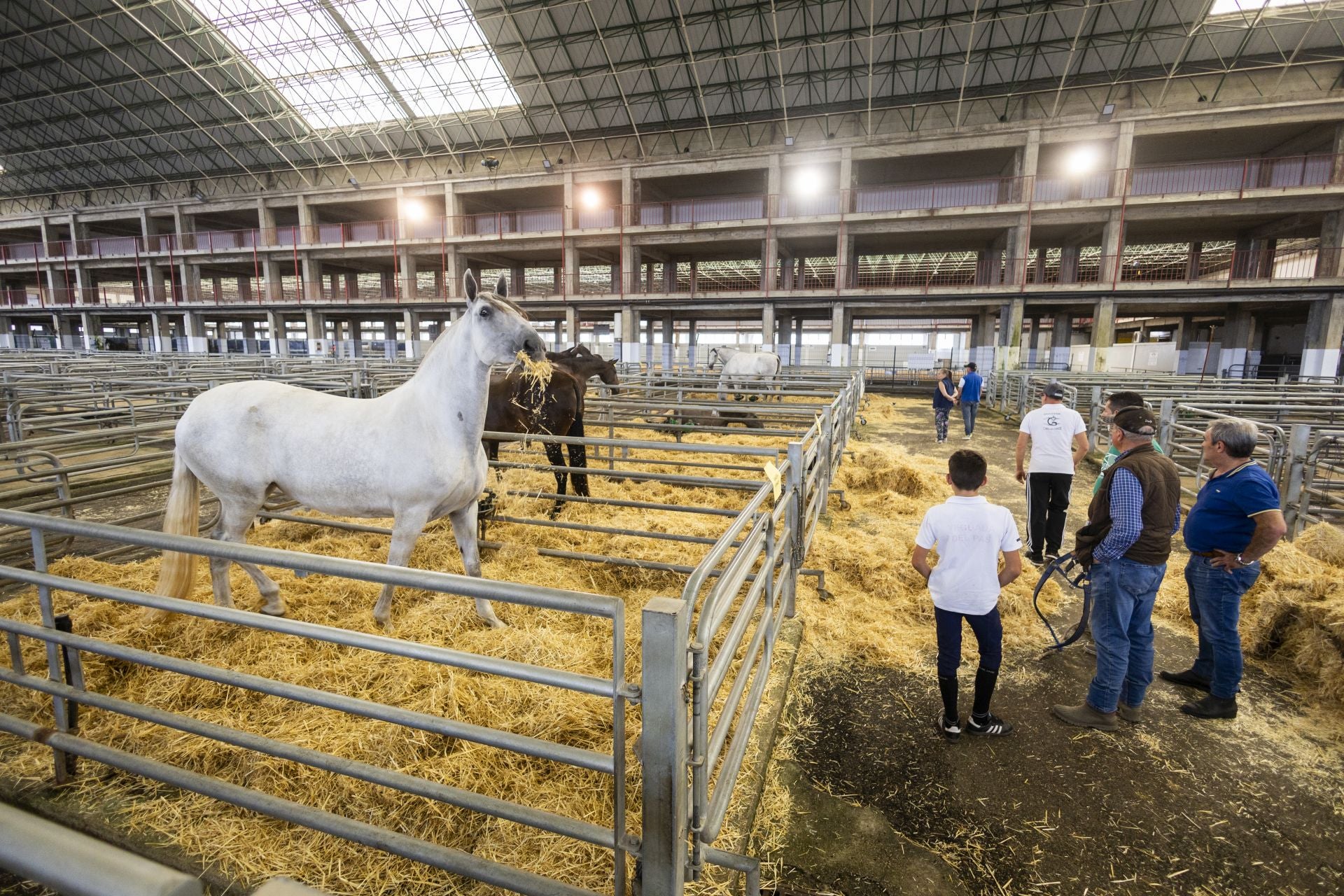 En esta edición participan 90 caballos de toda España, una cifra récord.