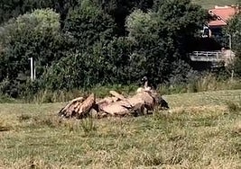 Un vecino graba el ataque de unos buitres en Polanco