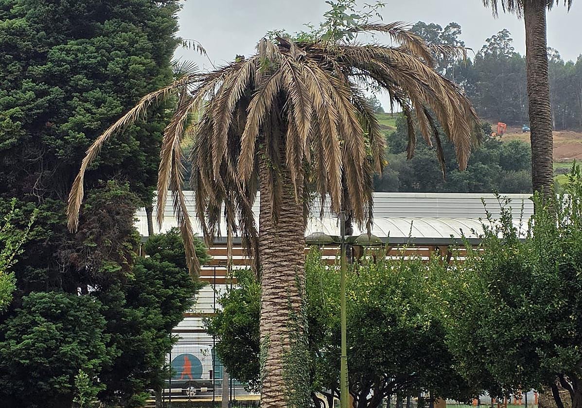 Una de las palmeras dañadas por el picudo rojo en Renedo de Piélagos.