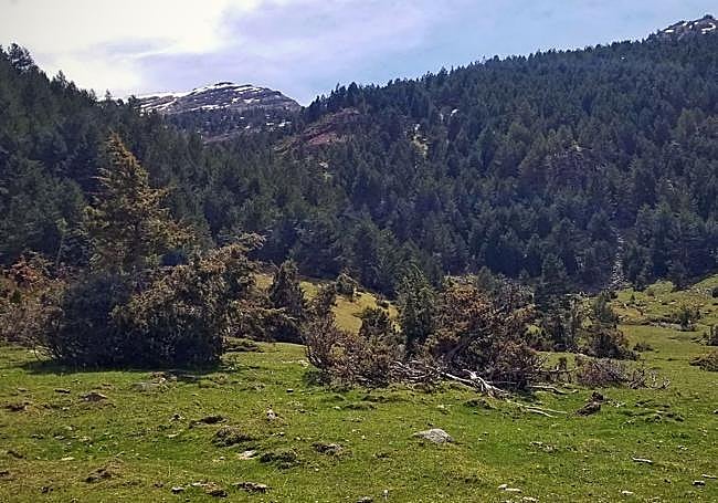 Un monte de Tierra de Pinares en Burgos.