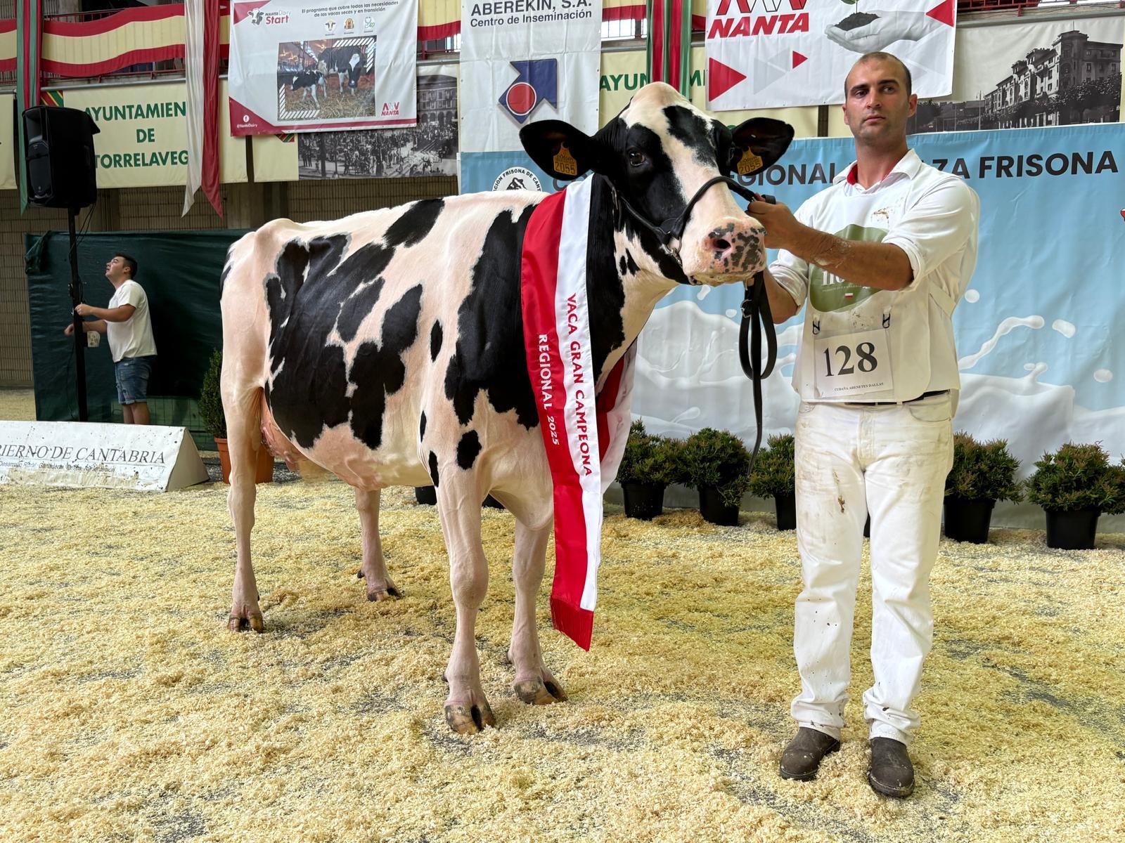 Vaca Gran Campeona. Cudaña Arenetes Dallas.
