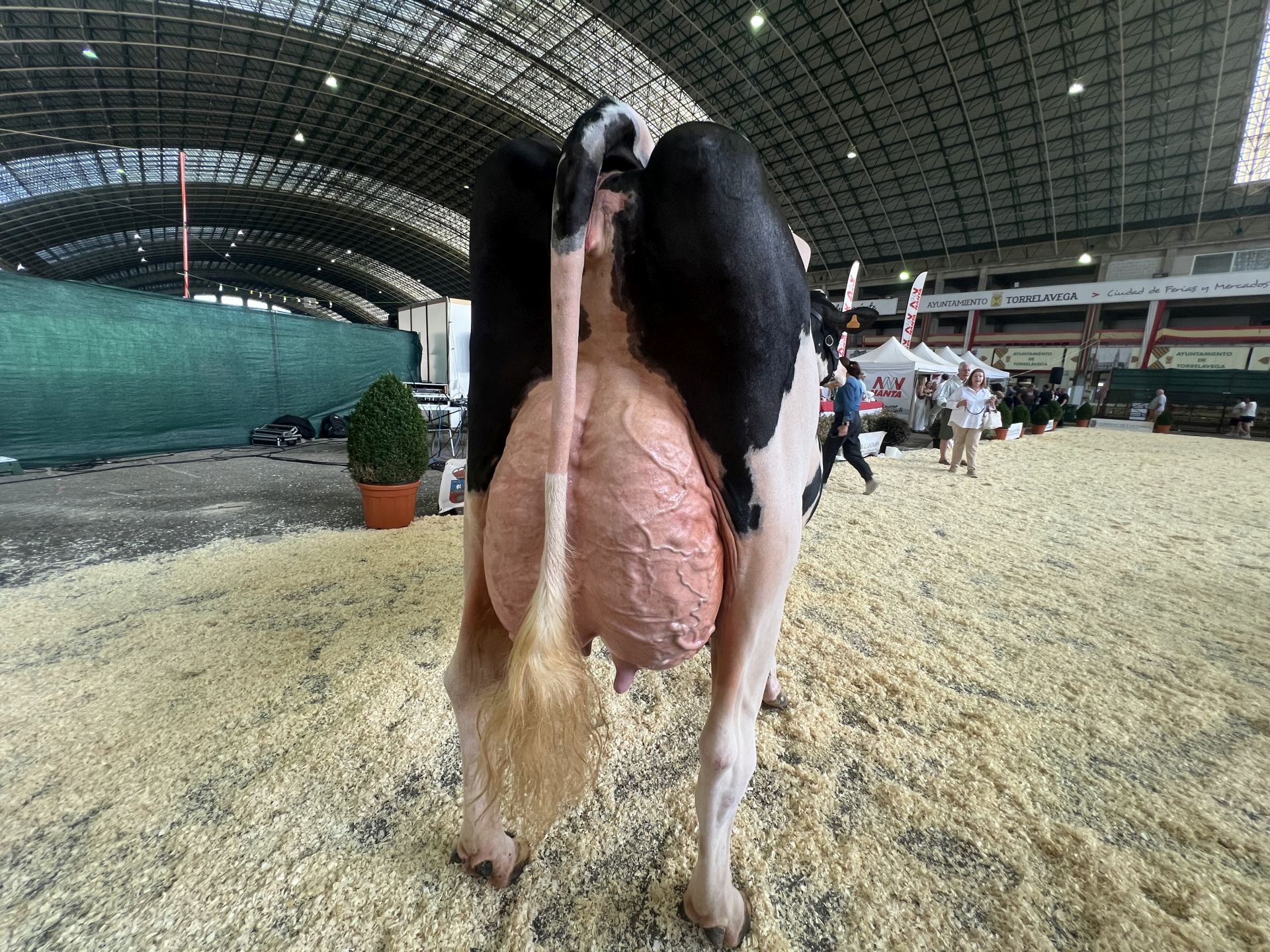 Espectacular ubre de Cudaña Arenetes Dallas, que le llevó a ganar el premio en esta categoría. 