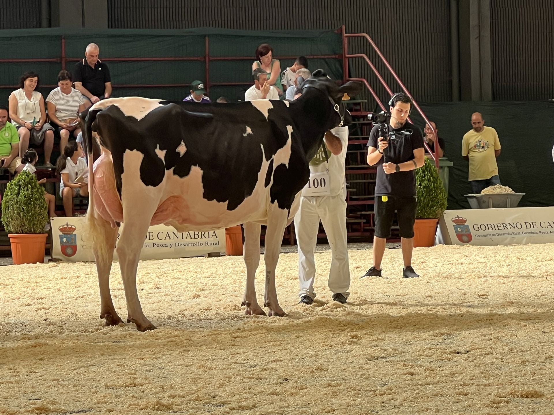 Agapito Fernández, que este año no pudo llevar a Llinde Ariel Jordan (SAT Ceceño, El Tejo), porque está a punto de parir en estos días, ganó la categoría de Vaca joven lactación hasta 36 meses con Llinde Shippie Haniko ET.