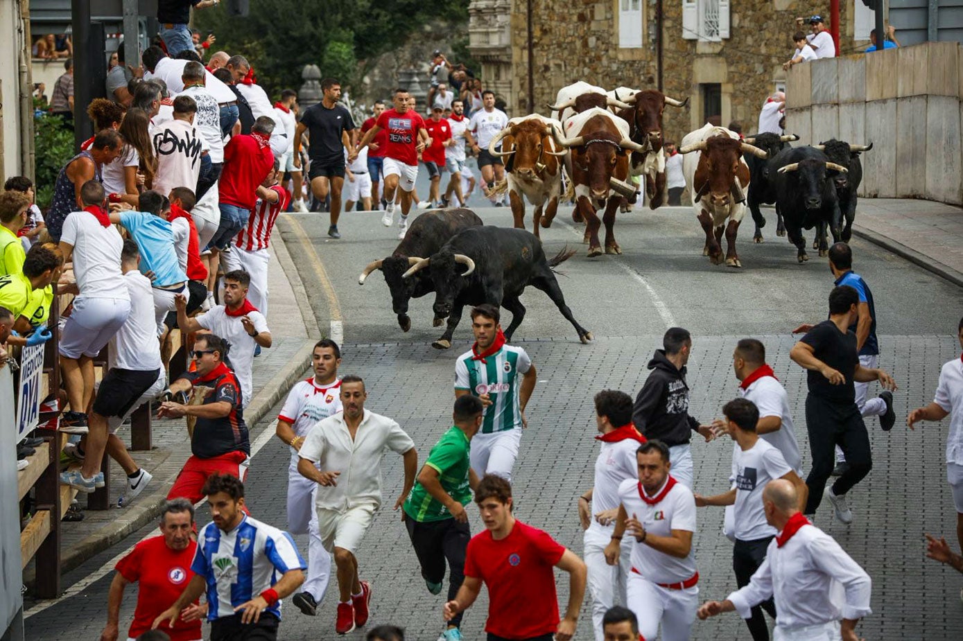 Dos novillos derrotan en el puente.