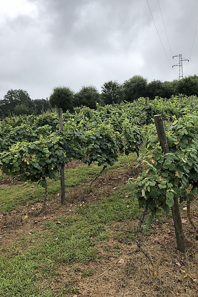 El viñedo se encuentra en una comarca con una tradición vinicola ancestral.