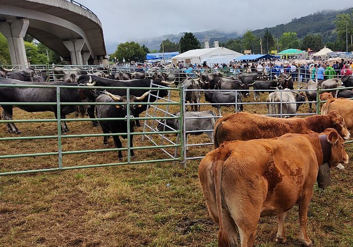 Mucho ganado y muchas personas en la Feria de Ganado Virgen del Camino de Molledo.