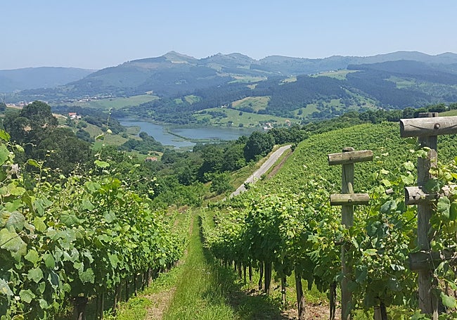 Viñas con vistas a la ría de Treto.