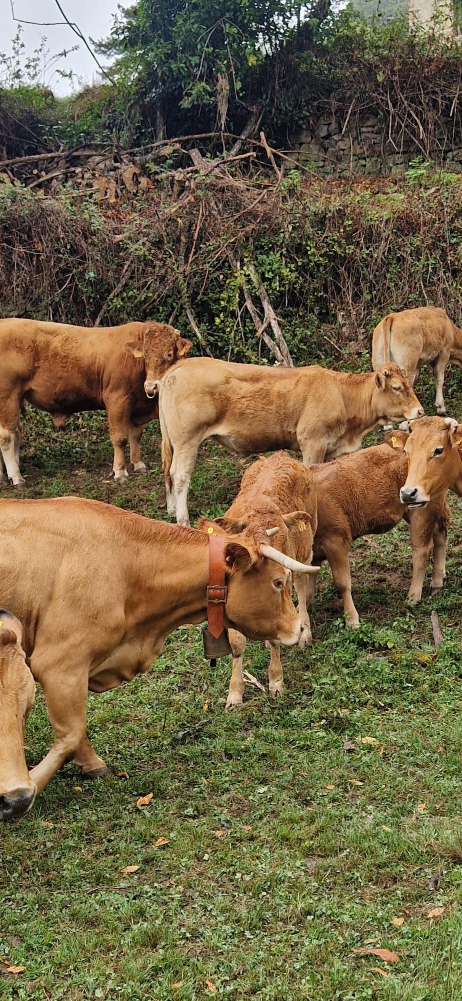 Algunas de las reses que estuvieron este lunes en Vega de Pas