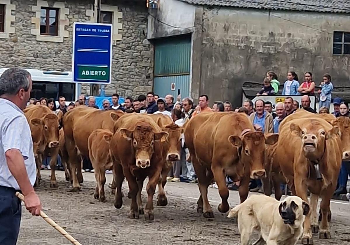 Una pasá de vacas cierra las fiestas en Vega de Pas