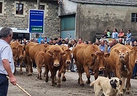 Una pasá de vacas cierra las fiestas en Vega de Pas