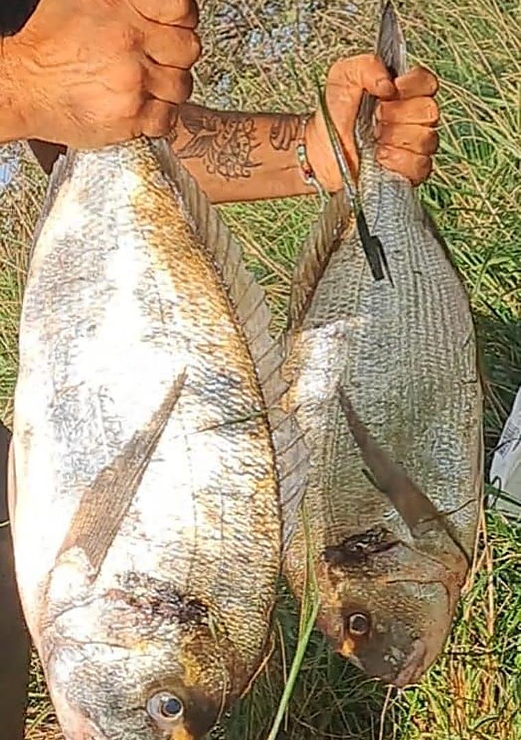 Imagen - Las dos doradas capturadas por Iván Agudo en la ría de Cubas.