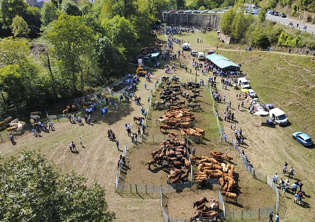 Un momento de la feria celebrada este sábado en Luena con 600 cabezas de ganado.