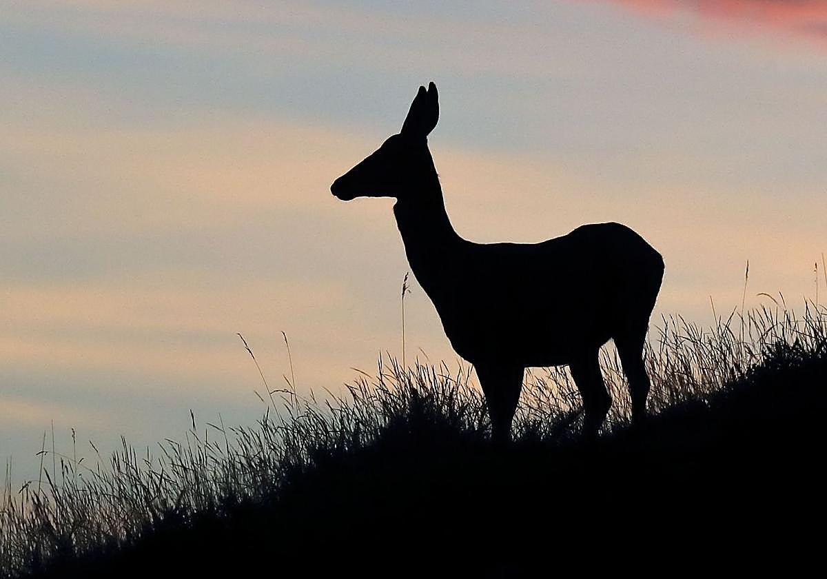 Un ciervo durante una de las camapañas de berrea en la reserva Saja-Nansa.