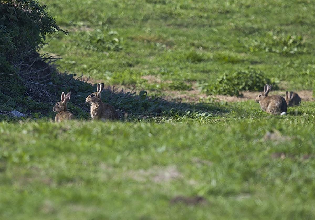 Ejemplares de conejo fotografiados ayer en los prados de Monte.