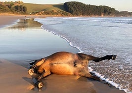 Caballo muerto en la orilla de la playa de Oyambre.