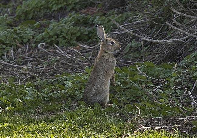 Conejo fotografiado este miércoles en Monte