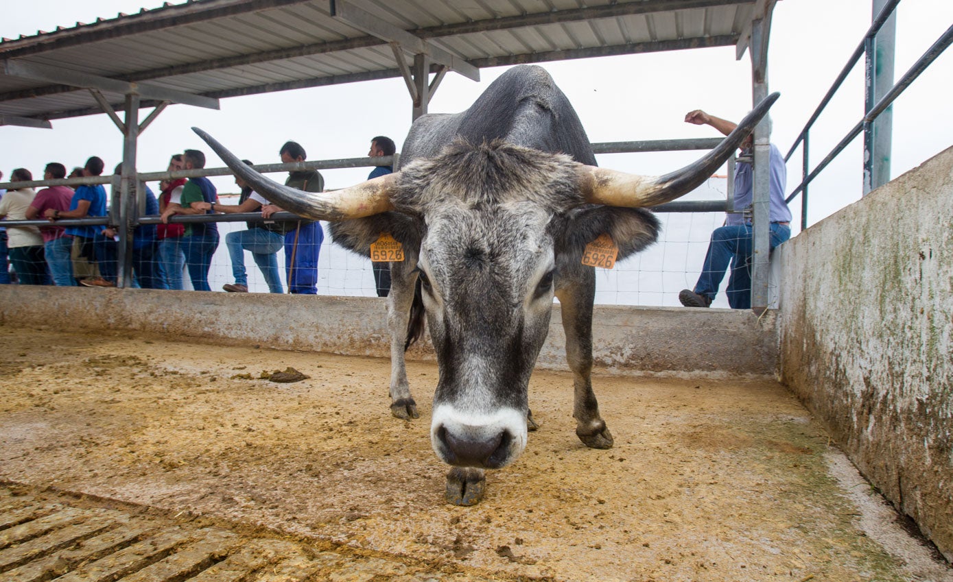 Uno de los ejemplares de raza tudanca vendidos este jueves, con su característica cornamenta.