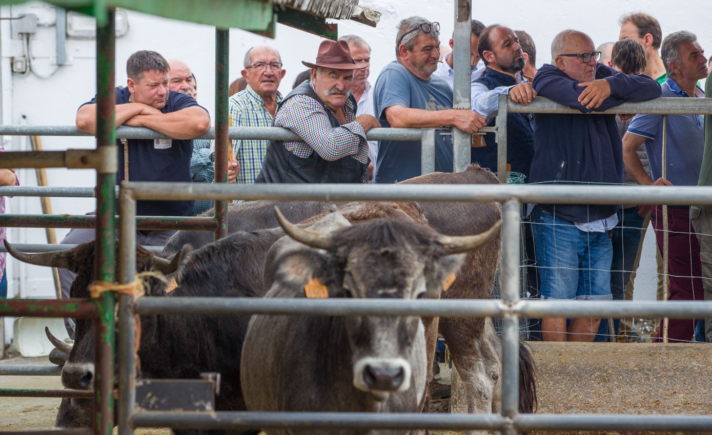 Los cuernos, el pelo, la figura y el tamaño son algunos de los aspectos que valoran los ganaderos al adquirir animales.