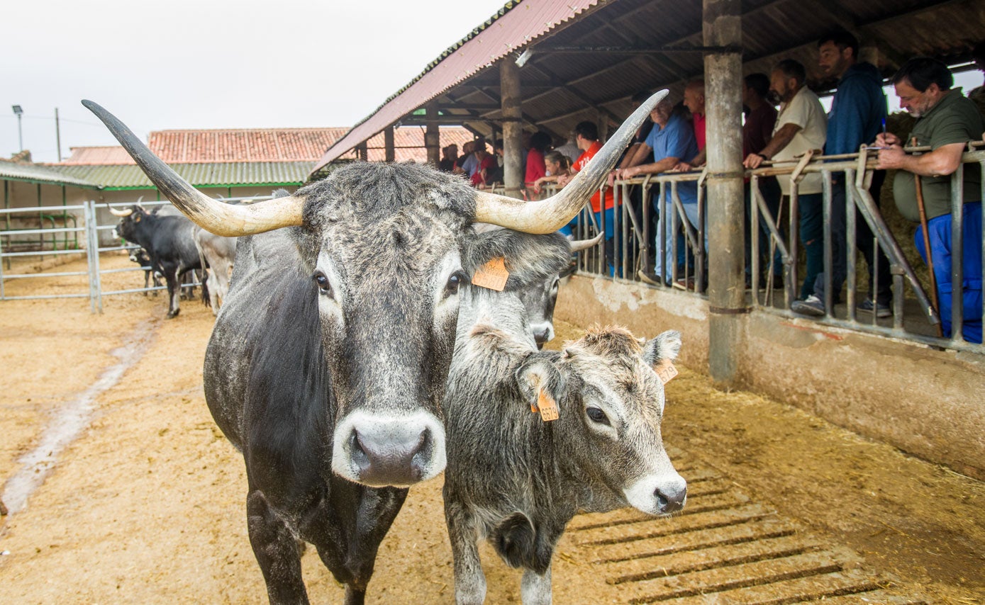 Uno de los animales subastados este jueves, junto a su cría.