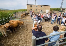 La subasta de vacas de raza autóctona, en imágenes