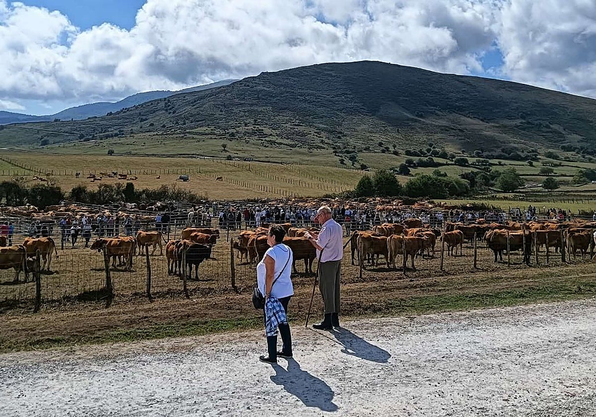 Feria anual de ganado de San Miguel de Aguayo.