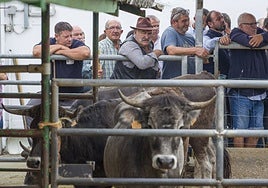 Los ganaderos examinan desde la barrera a los animales antes de pujar por ellos en la subasta del Gobierno.
