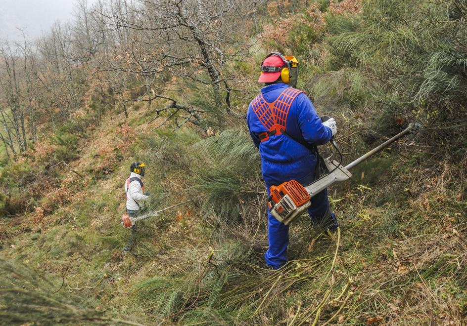 Trabajadores con desbrozadoras.