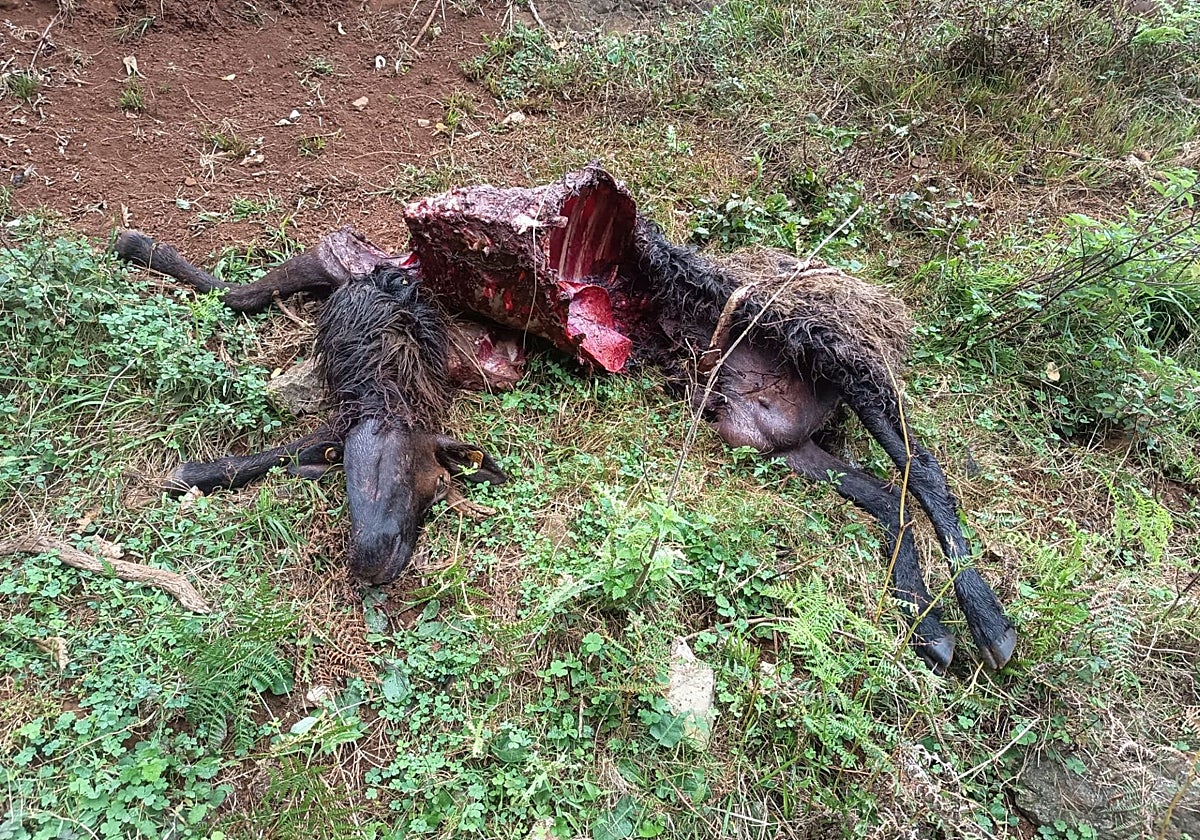 Restos de una de las ovejas muertas.