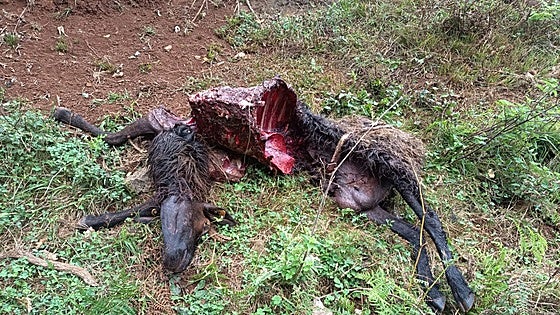 Cuatro ataques de lobo en diez días junto al Parque Empresarial de Reocín