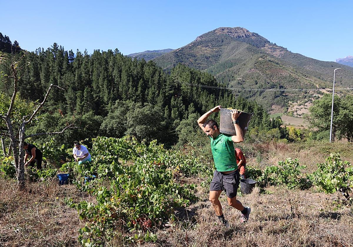 Jesús Cotera lleva una cesta con uvas a la cubeta