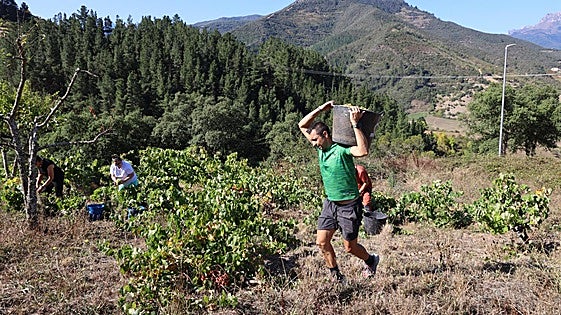 Dos osos se atiborran de uvas en Liébana
