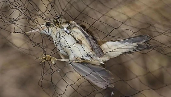 Torrelavega organiza una jornada de anillamiento de aves en el Centro Especial de Empleo SERCA