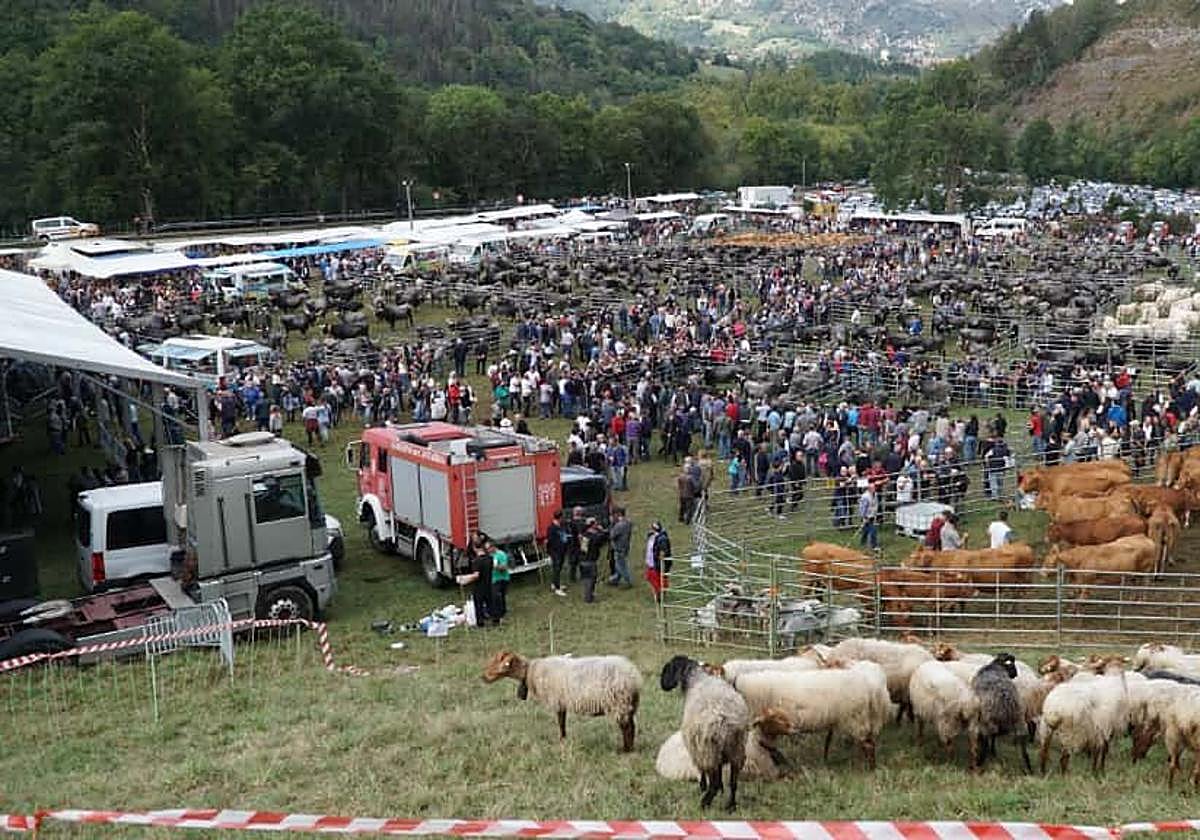 El Prado Socollo registró la mayor presencia de ganado de toda su historia.