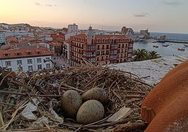 Huevos de gaviota en un tejado de Castro Urdiales.
