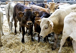 Parte de la oferta recibida esta semana en el Mercado de Torrelavega.
