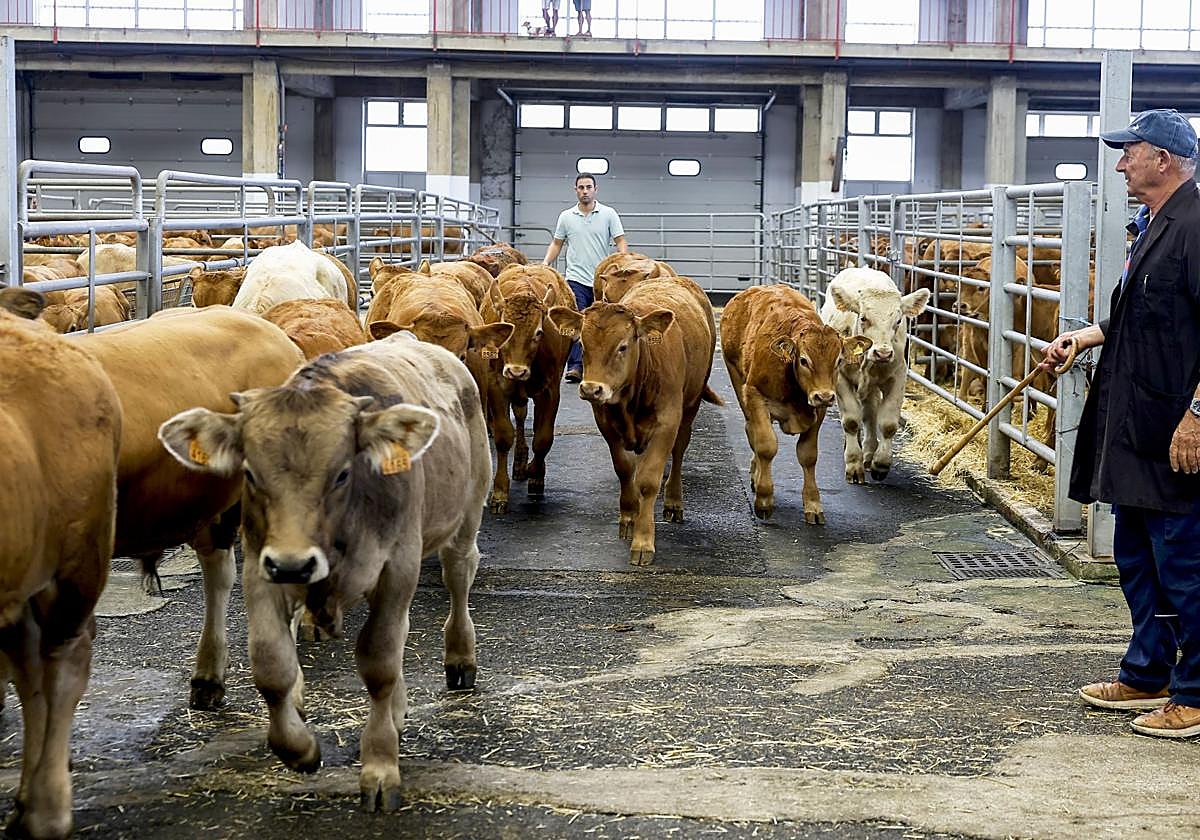 Una ganadero accede con sus terneras al ferial de Torrelavega.
